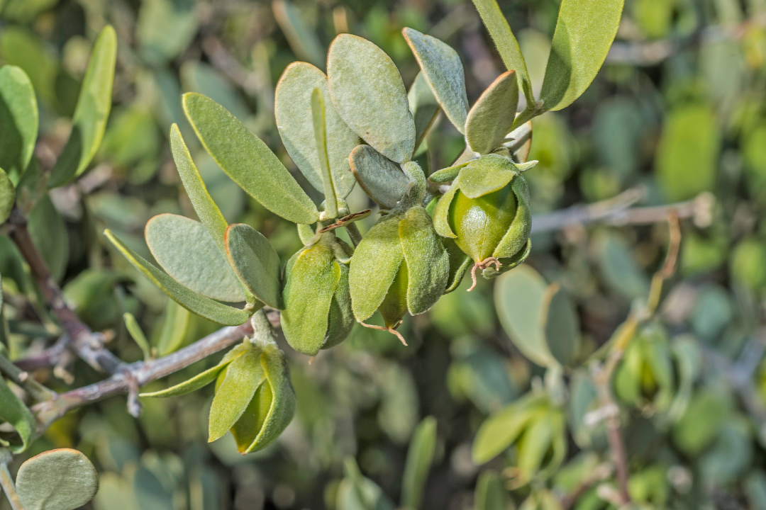 Jojoba Plant